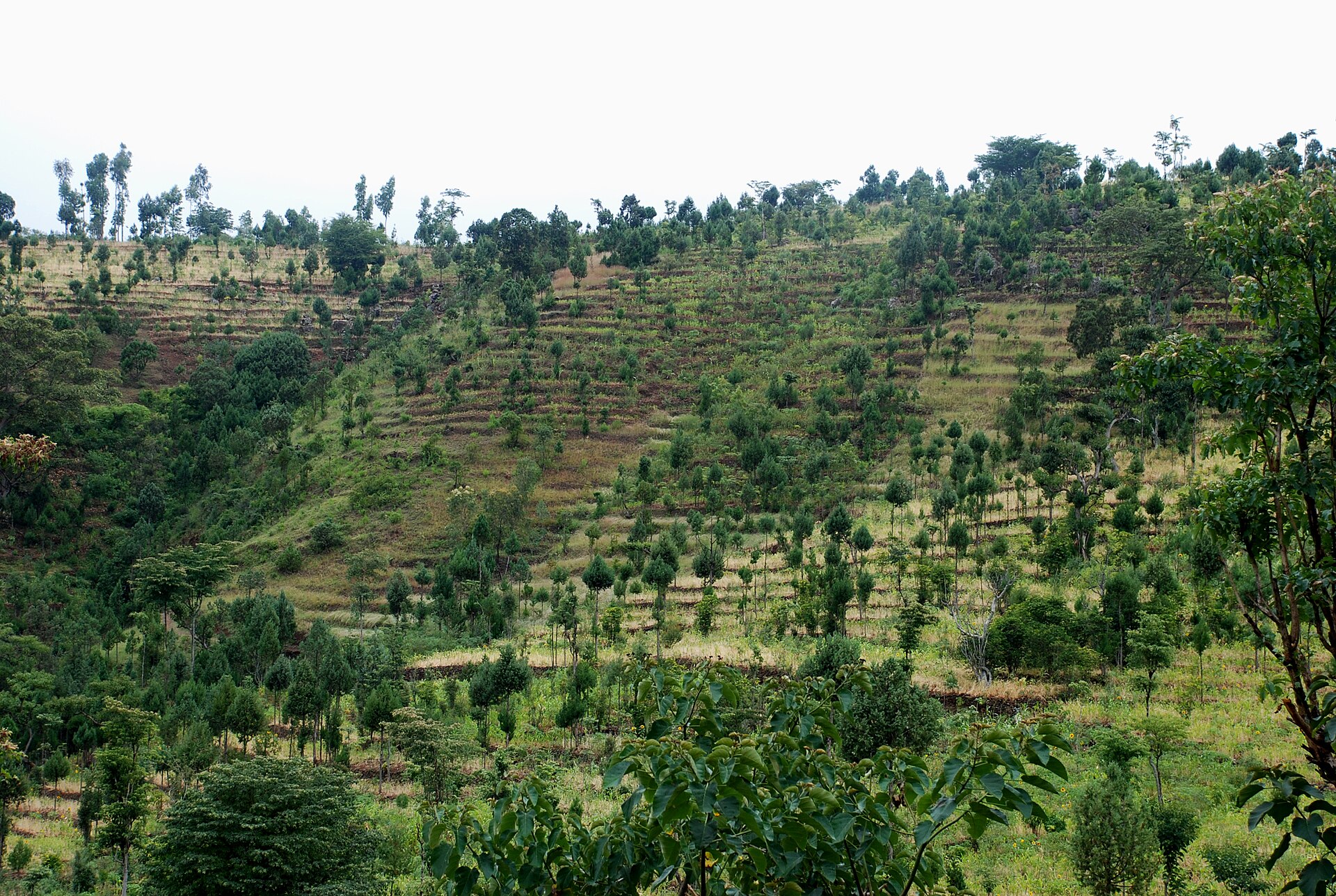 Documentary view of Konso cultural landscape.