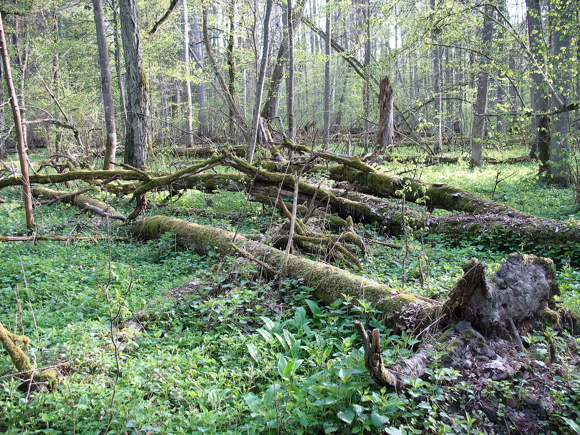 Documentary view of Białowieża Forest.