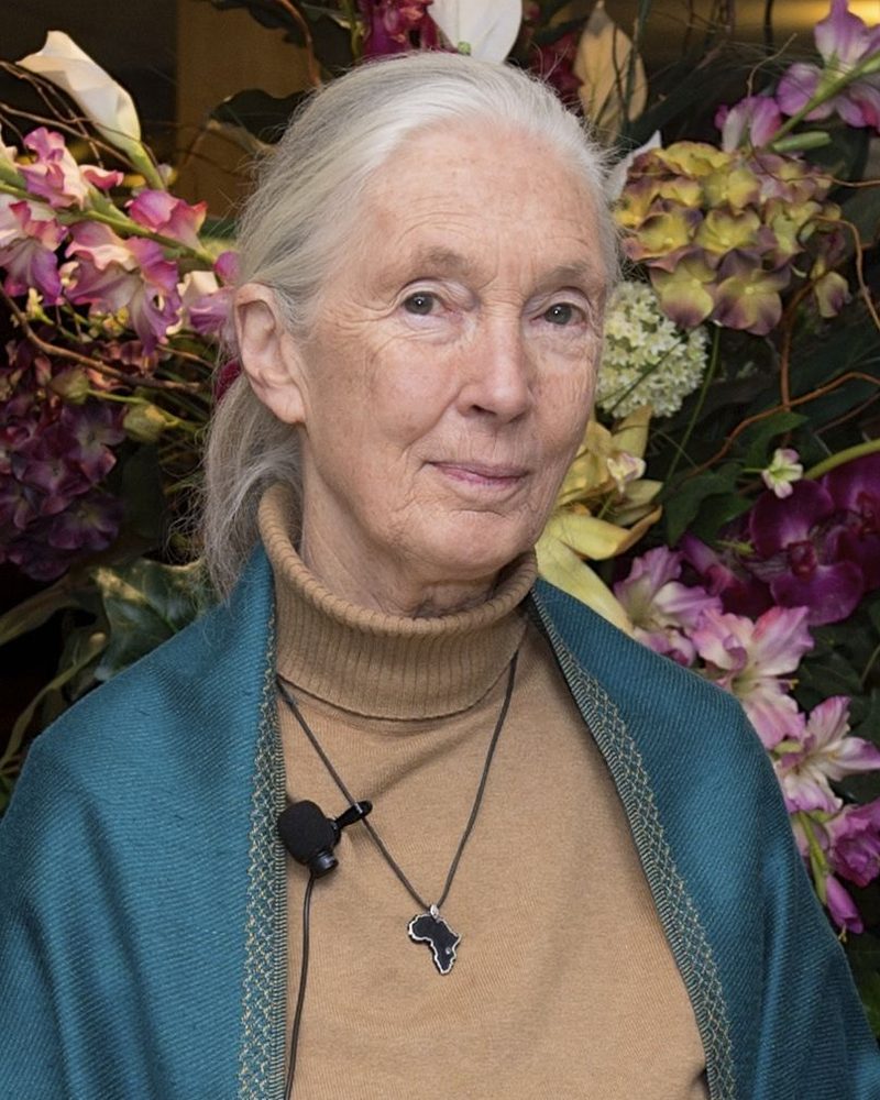 Portrait of Jane Goodall