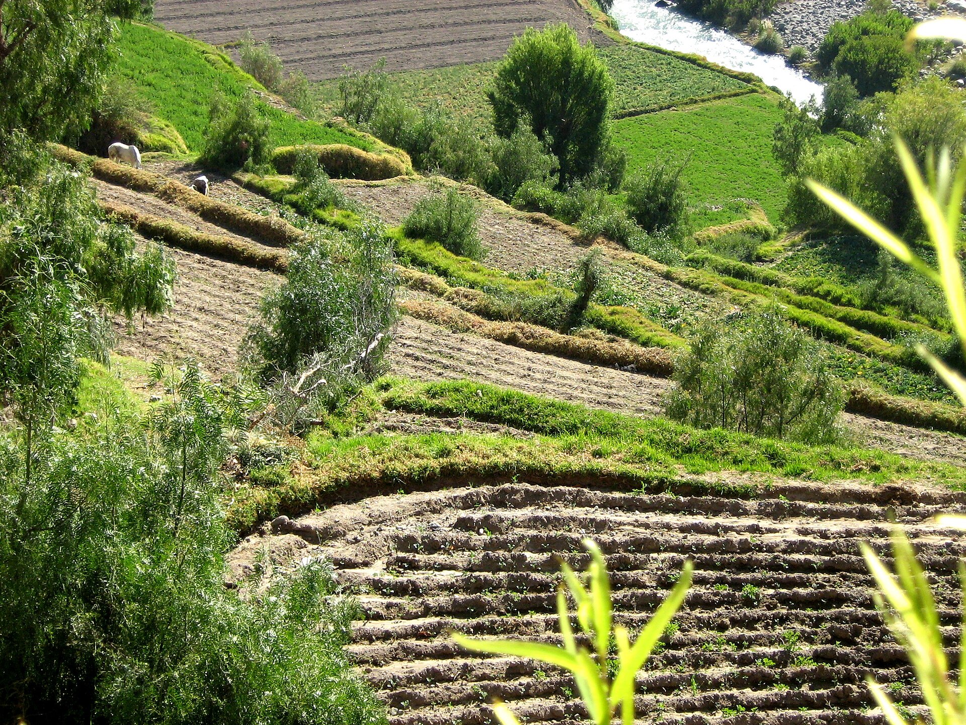 Documentary view of Andean potato landscapes.