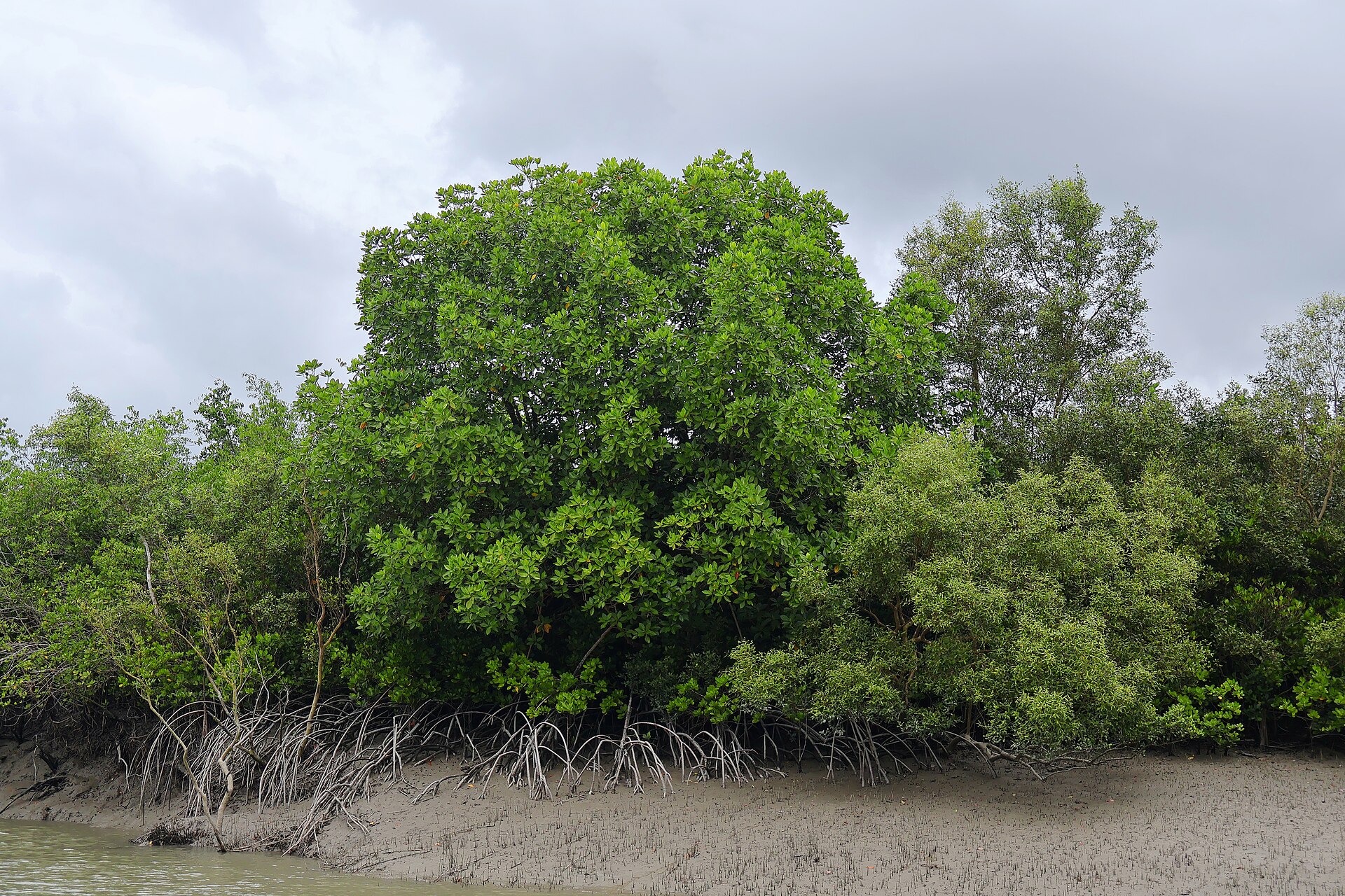 Documentary view of Sundarbans.