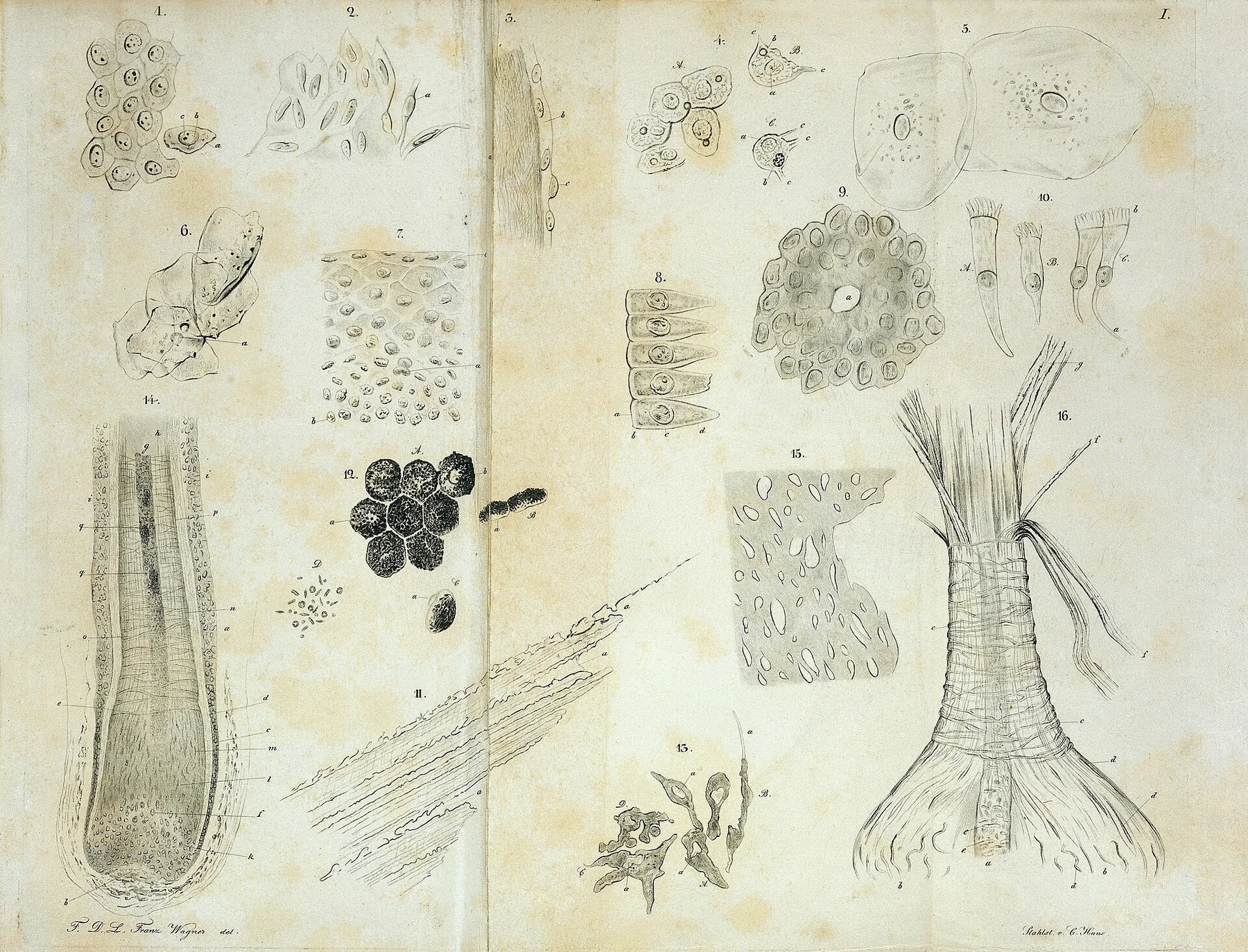 Cell biology illustration, an archival visual related to What Makes Something Alive.