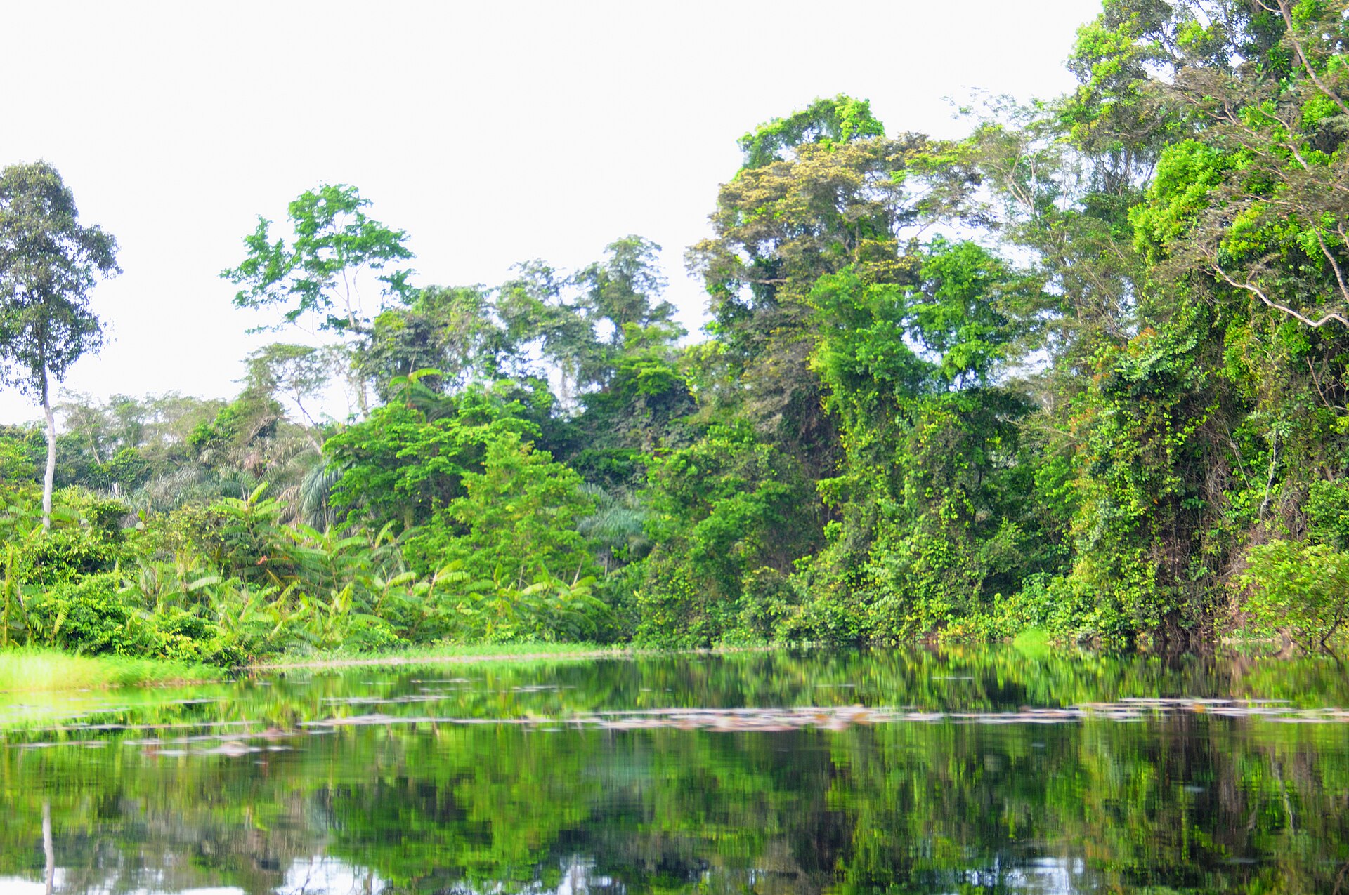 Documentary view of Congo Basin rainforest.