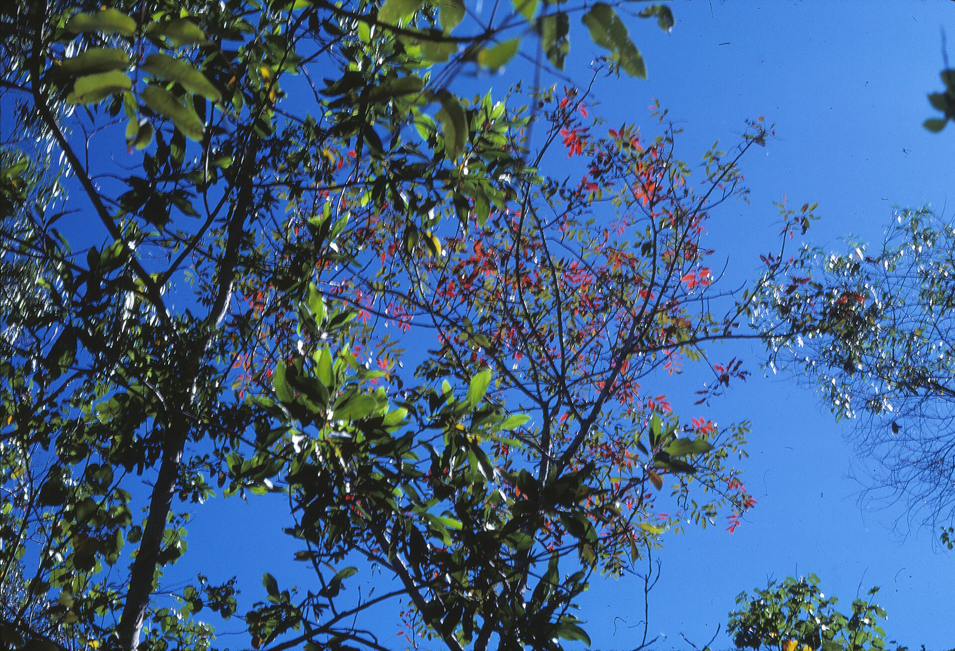 Documentary view of Daintree Rainforest.